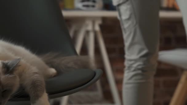 Frau geht und kuschelt ihr Haustier - Filmmaterial, Video