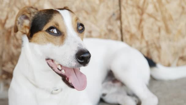 Köpek Jack Russell Terrier çimlerde - Video, Çekim