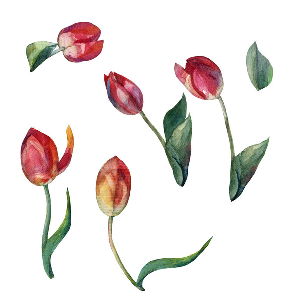 Aquarel verschillende rode tulpen. Illustratie op een witte achtergrond. - Foto, afbeelding