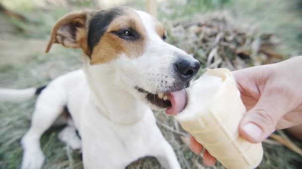Hund frisst, beißt und leckt Eis aus den Händen des Herrchens, Nahaufnahme - Filmmaterial, Video