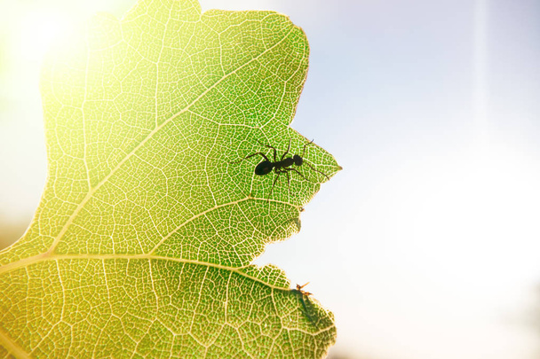 Ameise (formica rufa) läuft auf einem grünen Blatt - Foto, Bild