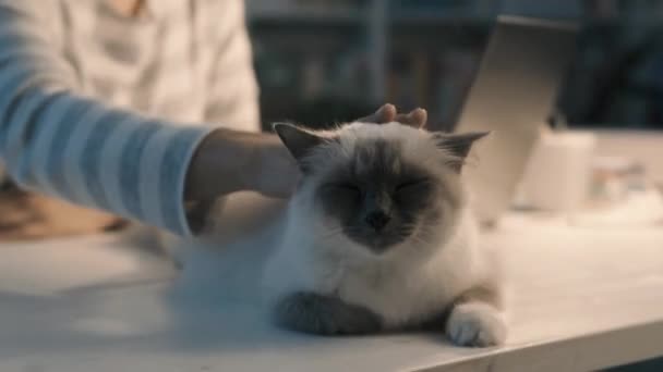 Vrouw met een laptop werkt en haar kat knuffelen - Video