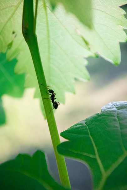 Μυρμήγκι (Formica rufa) περπάτημα σε ένα πράσινο φύλλο - Φωτογραφία, εικόνα