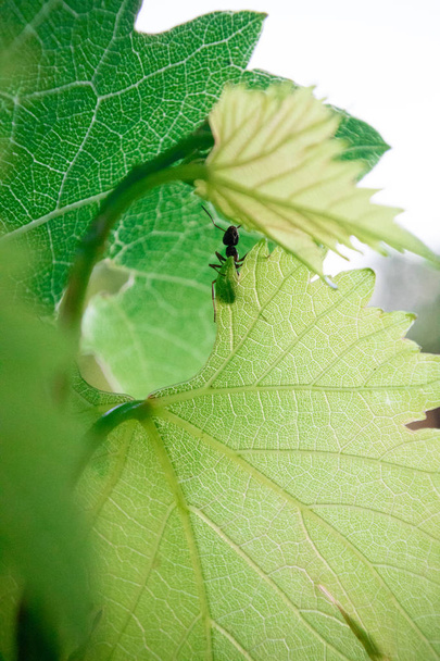 Hormiga (Formica rufa) caminando sobre una hoja verde
 - Foto, Imagen