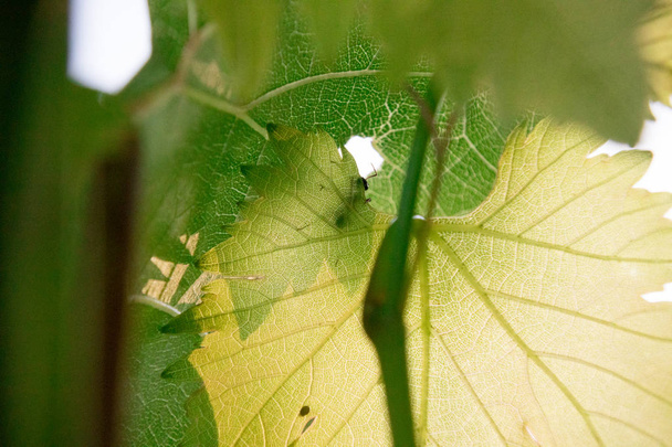 Ant (Formica rufa) walking on a green leaf - Photo, Image