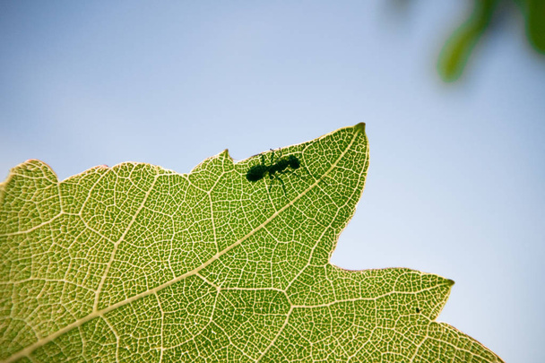 Hormiga (Formica rufa) caminando sobre una hoja verde
 - Foto, Imagen