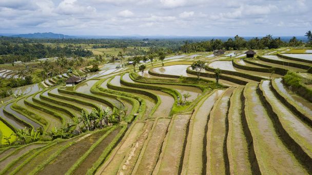 Letecký pohled na terasy Jatiluwih ricefield na Bali, UNESCO, Indonésie - Fotografie, Obrázek