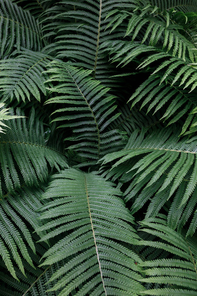 grüne Farnblätter mit Regentropfen in tropischen. Ansicht von oben. flach lag. Naturhintergrund, Nahaufnahme von Maiglöckchen und Farn. - Foto, Bild
