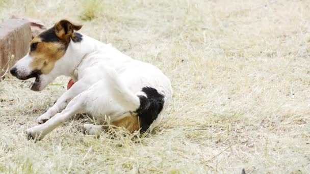 Köpek doğurmak Jack Russell Terrier çim çim üzerinde oynamak - Video, Çekim