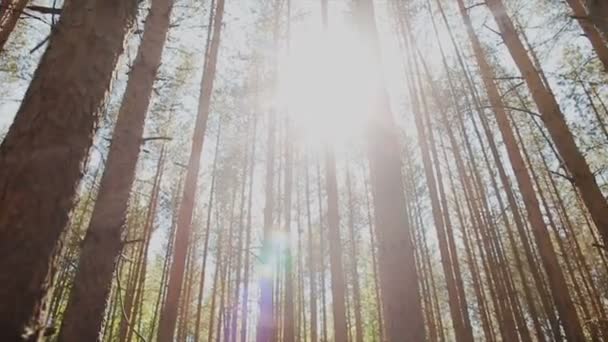 die Sonnenstrahlen bahnen sich ihren Weg durch die Stämme der Tannen im Wald - Filmmaterial, Video