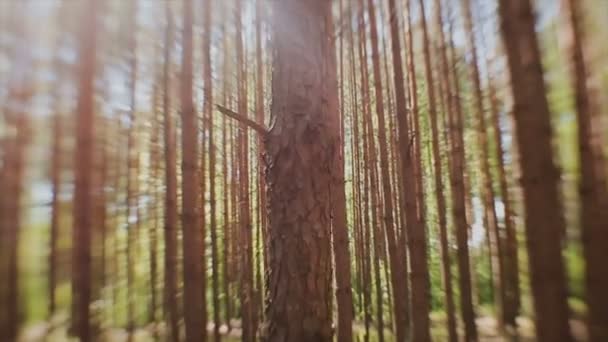 Сонячні промені проходять через стовбури ялинових дерев у лісі
 - Кадри, відео