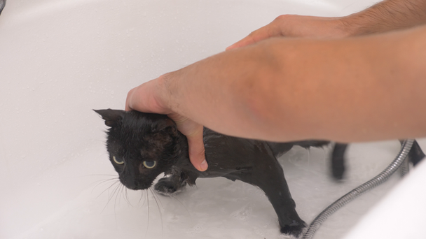 Siyah bir kedi küvet, 4 k, yavaş hareket yıkama. - Video, Çekim