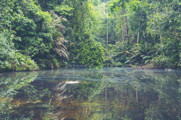 imagem da floresta tropical na Tailândia, conceito de natureza
 - Foto, Imagem