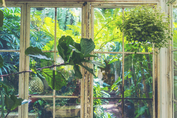 украшение интерьера гостиной зеленый эко-среды с растением над деревом
 - Фото, изображение