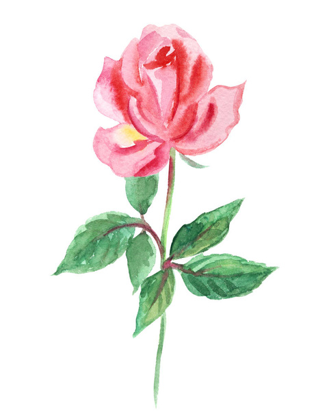 Kleine roze roos, aquarel tekenen op witte achtergrond, geïsoleerd. - Foto, afbeelding