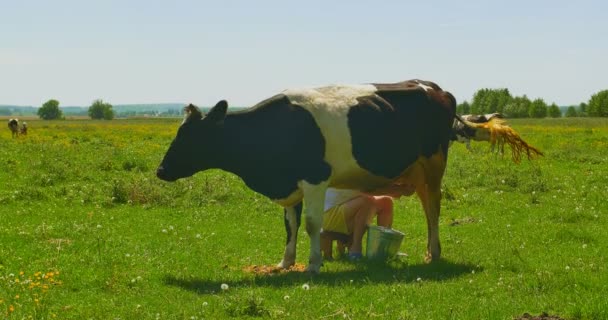 Milker milk cow on a green field - Footage, Video