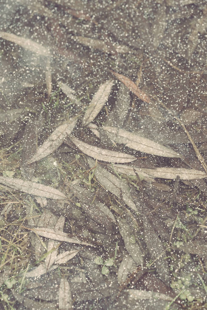 leaves under ice, close up - 写真・画像