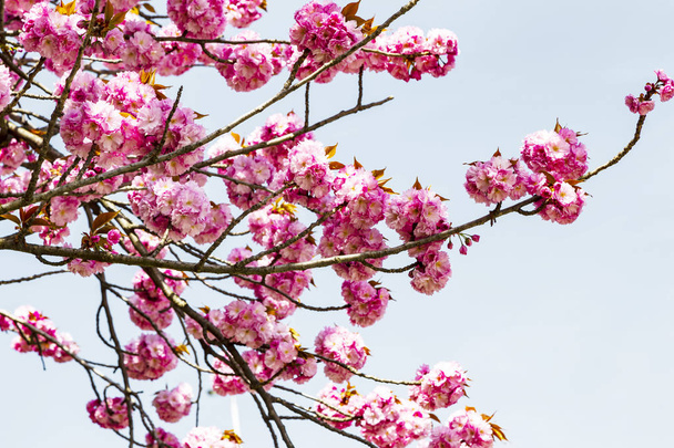 Kwitnące różowy japońskiej wiśni lub sakura kwiaty (Prunus serrulata lub Kanzan) w Europie - Zdjęcie, obraz