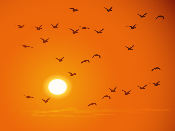 オレンジ色の夕日に対して飛ぶ鳥 - ベクター画像