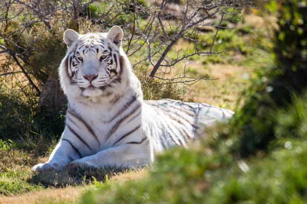 Amazing white tiger in the brush - Fotografie, Obrázek