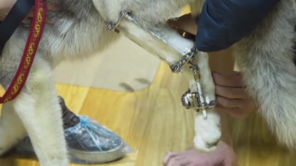 Hond met een gebroken poot in een veterinaire kliniek. - Video