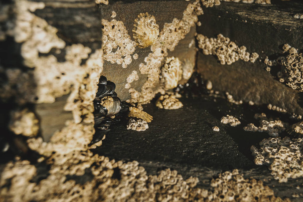 Πεταλίδες για τις πέτρες από την παραλία του Las Catedrales, Lugo, Ισπανία - Φωτογραφία, εικόνα