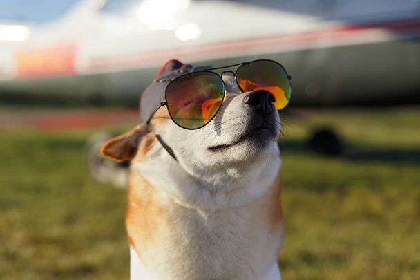 Lustiges Nahaufnahme-Foto des Shiba-Inu-Hundes im Pilotenanzug auf dem Gras-Hintergrund - Foto, Bild