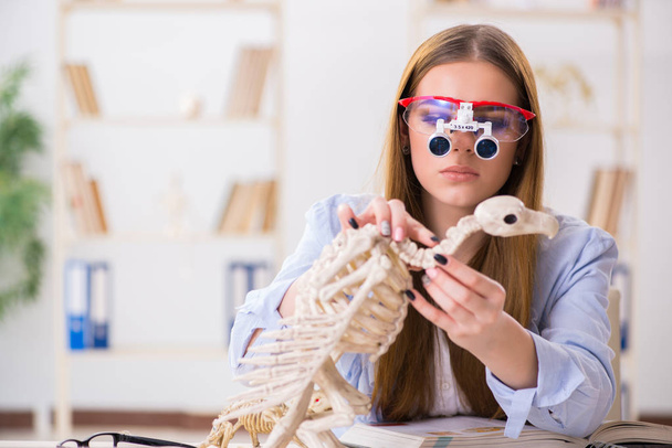 Student examining animal skeleton in classroom - Foto, Imagen