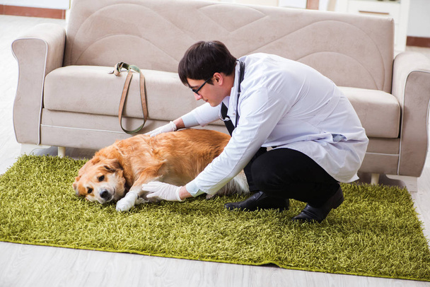 Tierarzt untersucht Golden-Retriever-Hund beim Hausbesuch - Foto, Bild