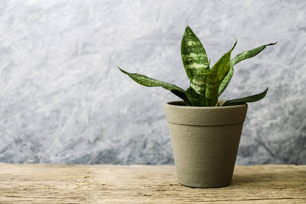 Sansevieria trifasciata or Snake plant in pot on old wood home and garden concept - Zdjęcie, obraz