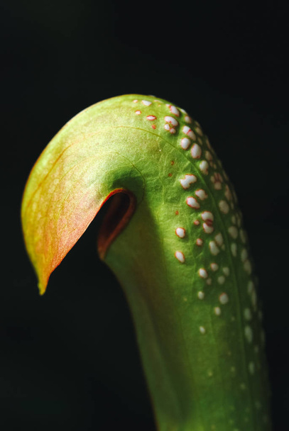 Gros plan sur une Sarracénie communément connue sous le nom de Trumpet Pitcher plante carnivore
 - Photo, image