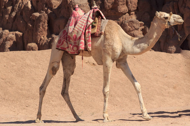 Верблюди в Аравії, дикої природи. Бедуїни їздити сафарі - Фото, зображення