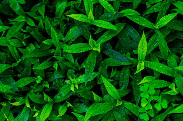 fresh green leaves flat lay background - Foto, afbeelding