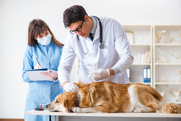 Доктор і асистент перевіряють золоту собаку-ретривера у ветеринарній кліпі
 - Фото, зображення