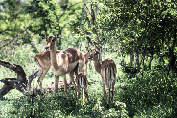 Impala (Aepyceros melampus), Kruger National Park, Mpumalanga, Zuid-Afrika - Foto, afbeelding