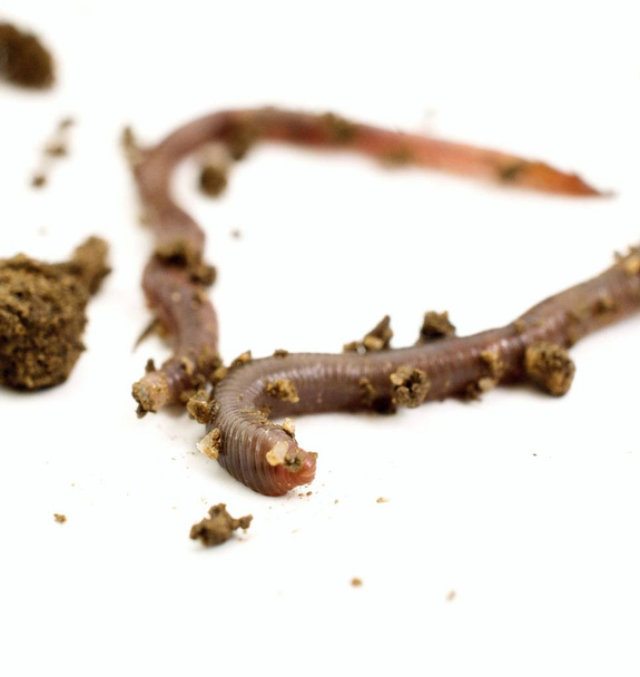 Studio shot van een regenworm, beeld van een - Foto, afbeelding