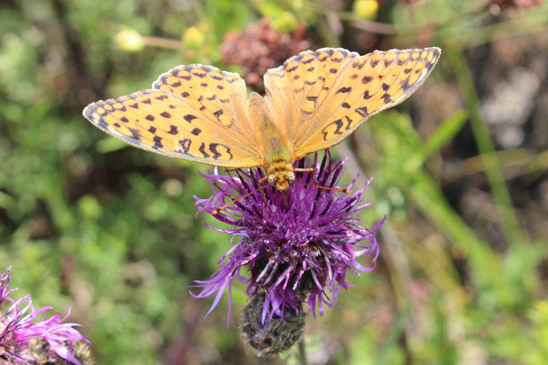 Μια πεταλούδα πορτοκαλί-καφέ κάθεται σε ένα μοβ λουλούδι - γαϊδουράγκαθο. Κοιτάζει απευθείας στην κάμερα. Καλά ορατό μουστάκια και προβοσκίδα. Επίσης δει είναι η γύρη των λουλουδιών. Φόντο είναι θολή. - Φωτογραφία, εικόνα