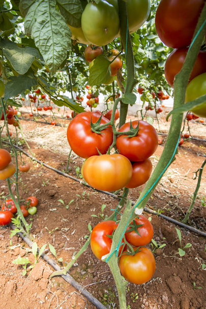 Tomatoes field, greenhouse agriculture - Photo, Image