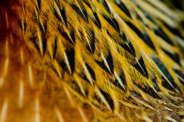 Close-up van kip veren achtergrond. Jungle Fowl kip. Diepte van het veld (Dof) effect. - Foto, afbeelding