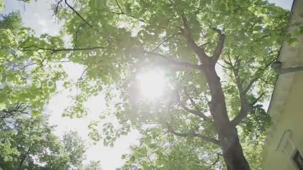 βίντεο 1080p-κορώνες των δέντρων με φωτεινό απογευματινό ήλιο και ακτίνες - Πλάνα, βίντεο