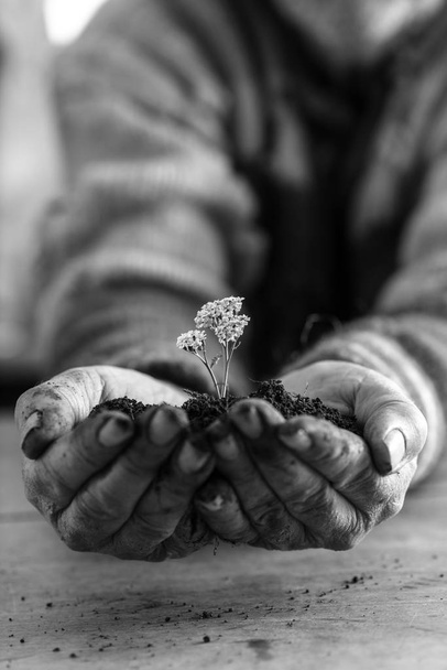 Монохромное изображение человека, держащего почву с белым весенним цветком в руках
. - Фото, изображение