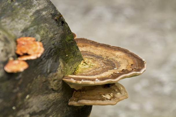ganodermie luisante, Ganoderma lucidum
 - Photo, image