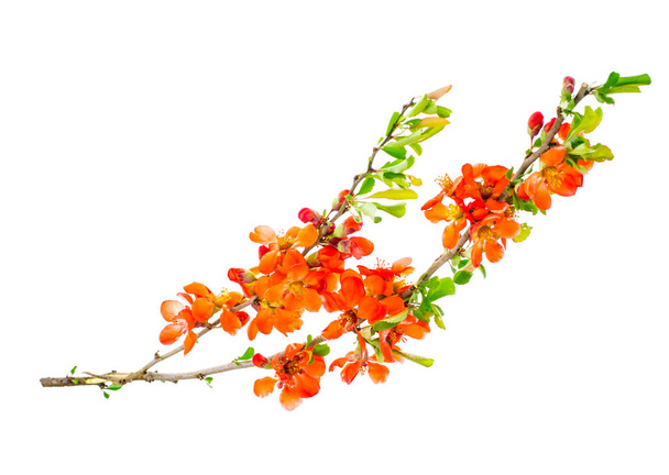 Branche de Chaenomeles floraison
 - Photo, image