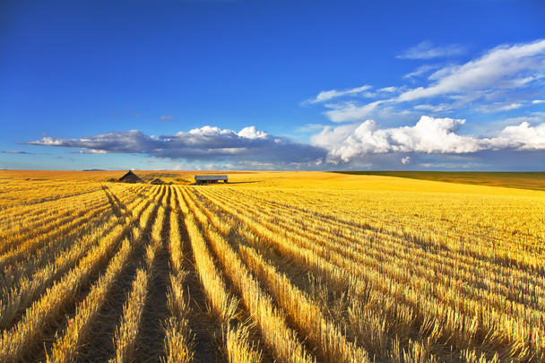 Huge fields after a harvest - Фото, изображение