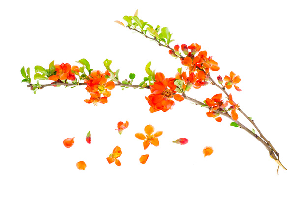 Branche de Chaenomeles floraison
 - Photo, image