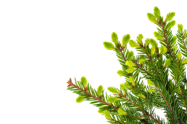 Spruce branches with young green shoots - Photo, Image