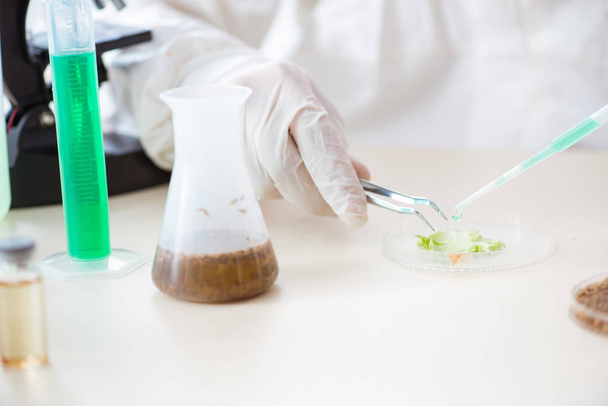 Biochimico maschile che lavora in laboratorio sulle piante - Foto, immagini