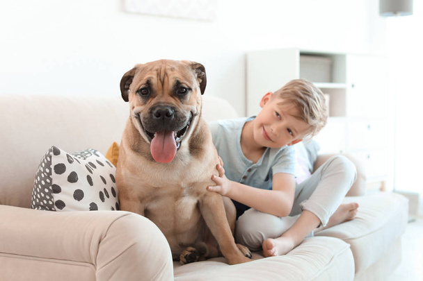 Cute little child with his dog on couch at home - Foto, afbeelding