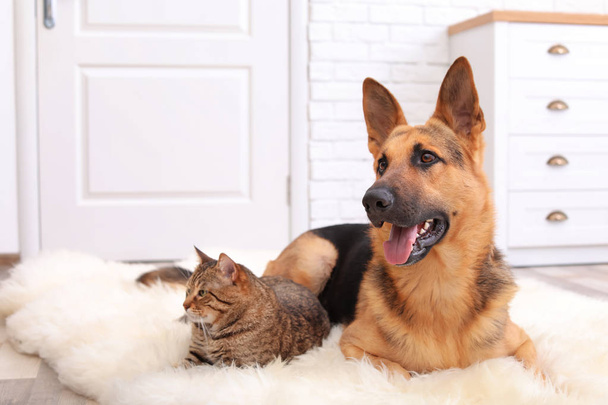 Adorable cat and dog resting together on fuzzy rug indoors. Animal friendship - Foto, Imagen