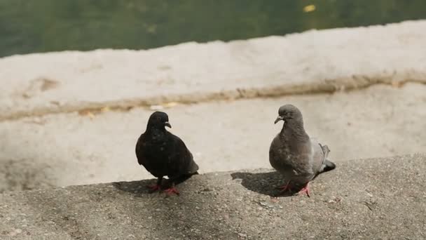 Dois pombos sentam-se no concreto perto da água
 - Filmagem, Vídeo